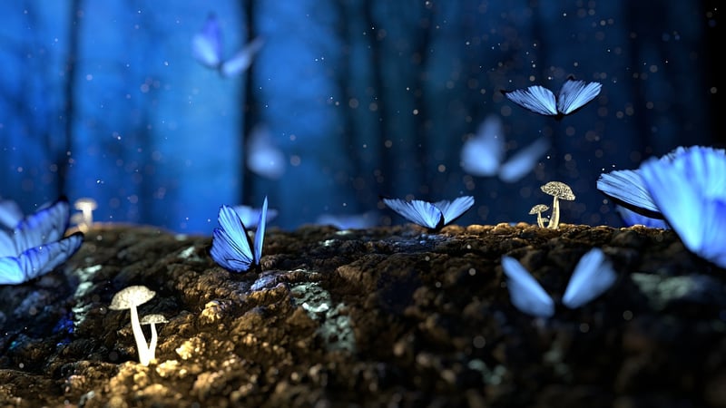 Enchanted Glade